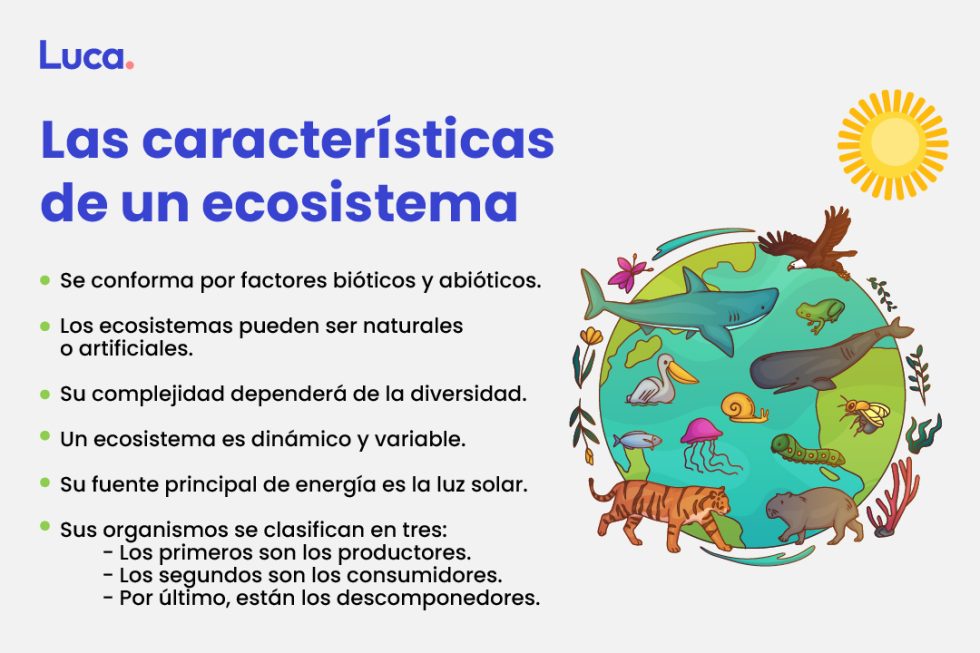 Ecosistema C Mo Funciona Nuestro Entorno