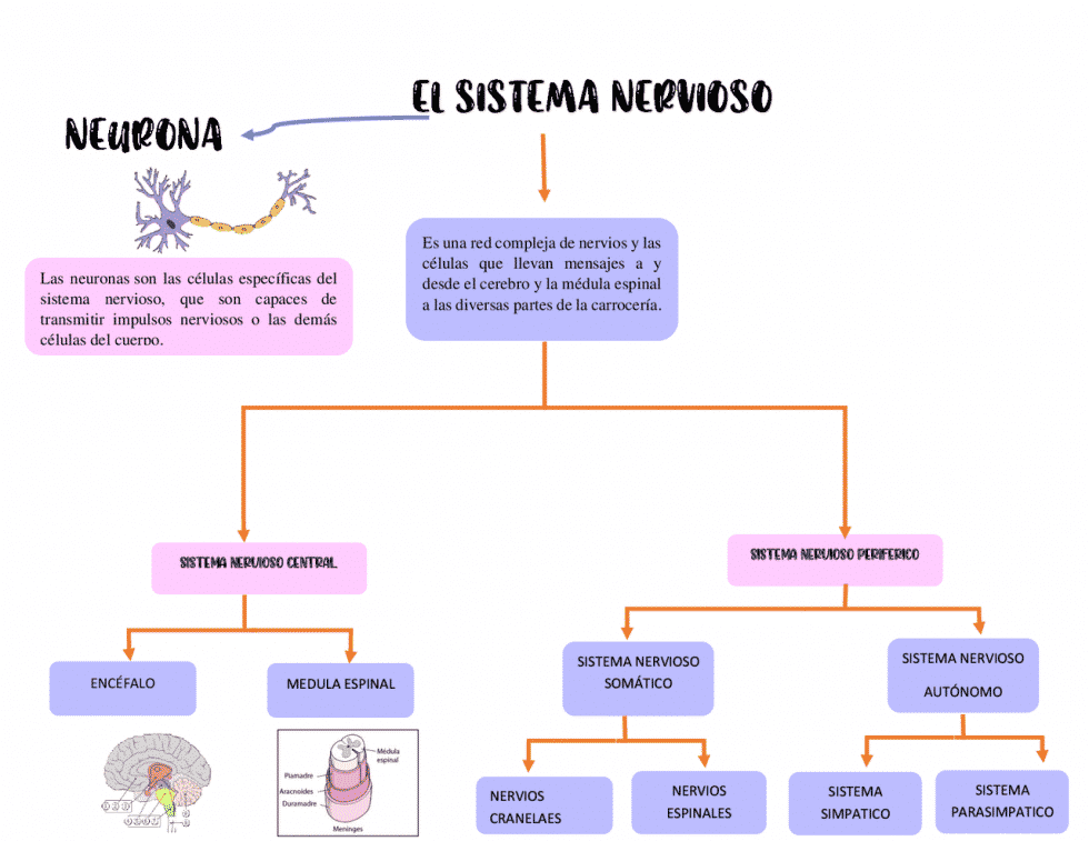 Mapa Conceptual Para Niños: Cómo Se Elabora En Primaria