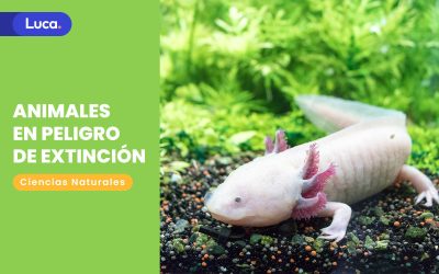 Animales en peligro de extinción