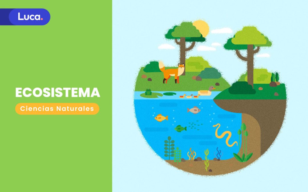 Ecosistema, ¿Cómo funciona nuestro entorno?