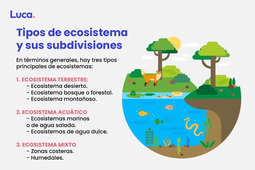 Ecosistema, ¿Cómo Funciona Nuestro Entorno?