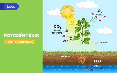 ¿En qué consiste el proceso de fotosíntesis?