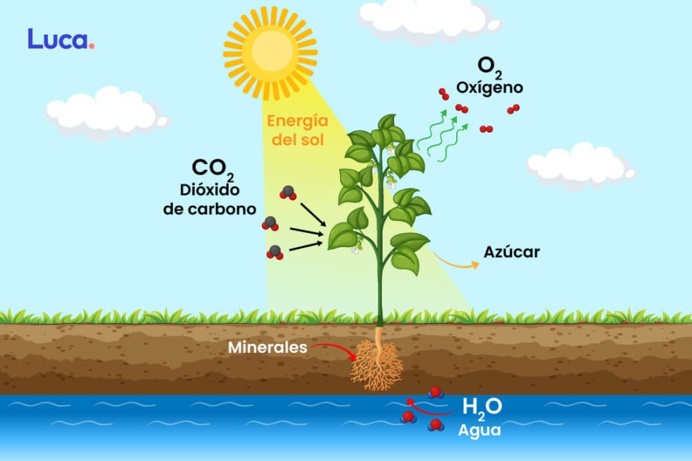 Qué es la fotosíntesis Luca