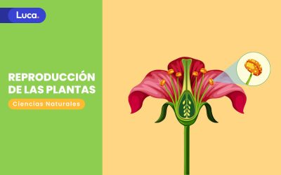 Tipos de reproducción de las plantas