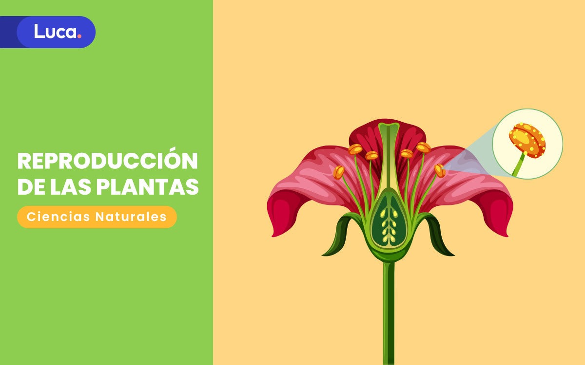 reproducción de las plantas