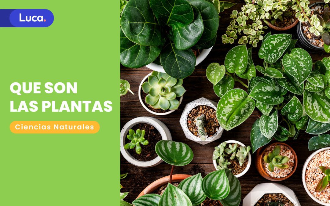 Qué son las plantas y cómo se clasifican