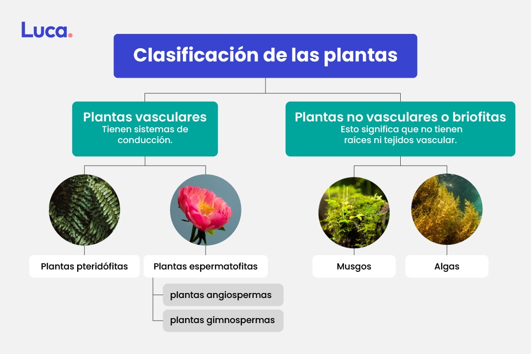 Qué Son Las Plantas Y Cómo Se Clasifican