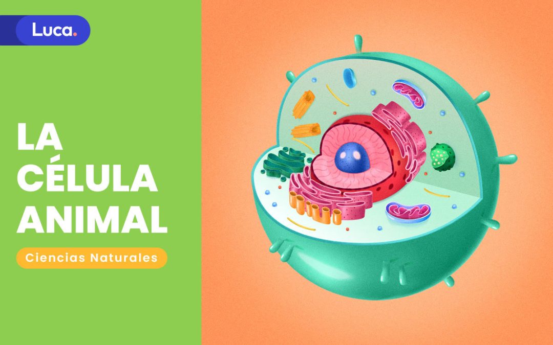 La célula animal: Unidad funcional básica