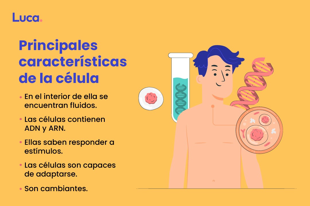 características de la célula