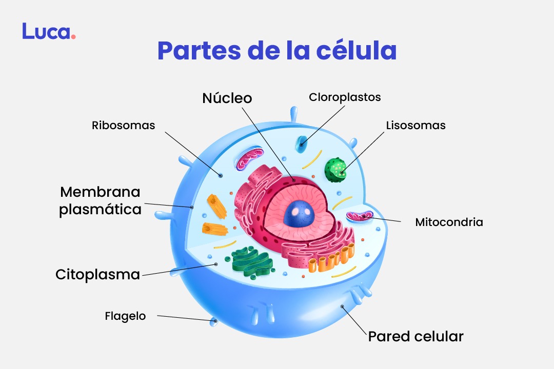 partes de la célula