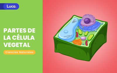 Partes de la célula vegetal y sus características