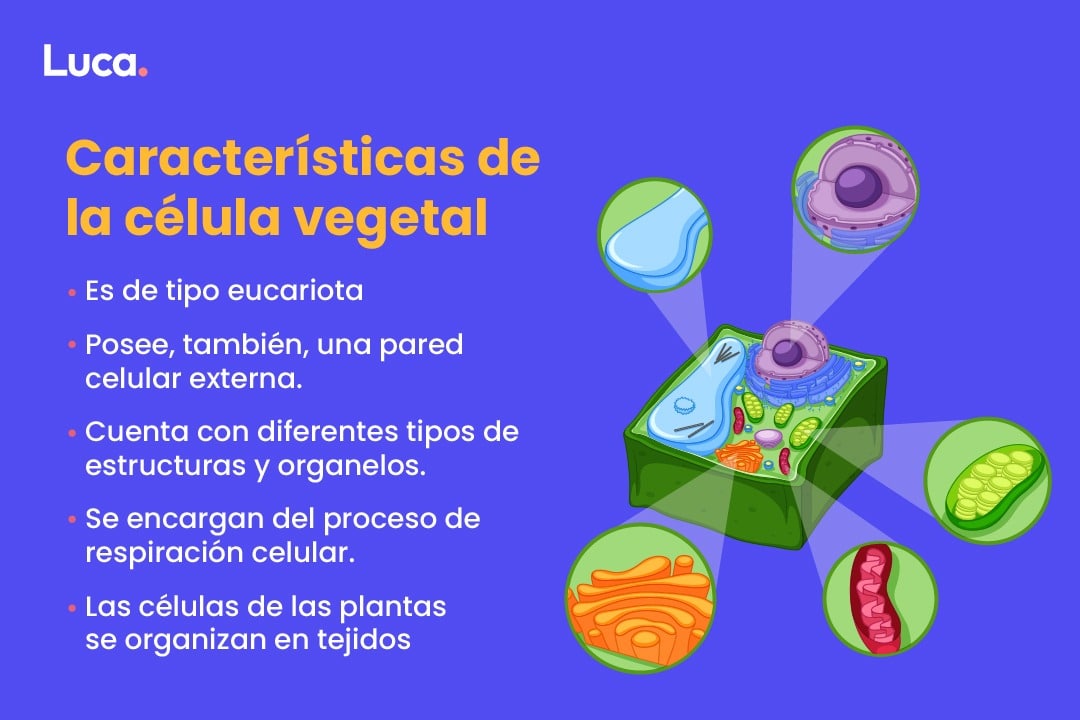 partes de la célula vegetal