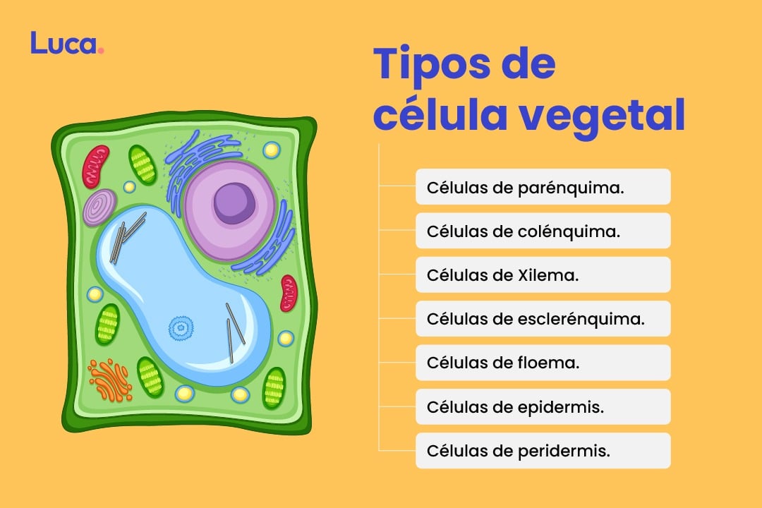 tipos de la célula vegetal